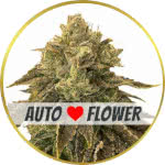 Biscotti Autoflower Seeds for sale USA