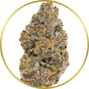Biscotti strain bud closeup