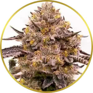 Biscotti Feminized Seeds for sale from Blimburn