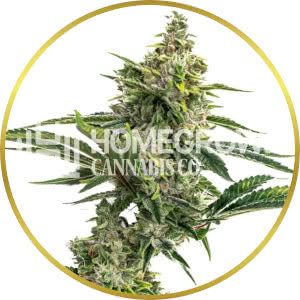 Biscotti Feminized Seeds for sale from Homegrown