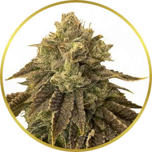 Biscotti Feminized Seeds for sale from ILGM