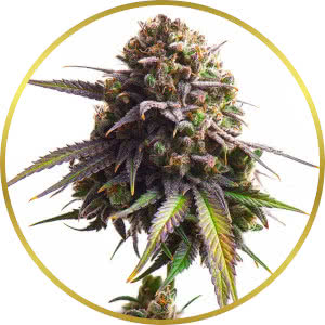 Biscotti Feminized Seeds for sale from Seedsman by RQS
