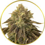 Biscotti Feminized Seeds for sale USA