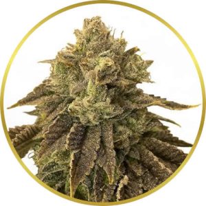 Biscotti marijuana strain