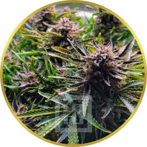 Blackberry Autoflower Seeds for sale from Blimburn