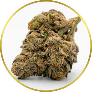 Blackberry Autoflower strain bud closeup