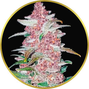 Blackberry Autoflower Seeds for sale from Seedsman by Fast Buds