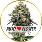 Blackberry Autoflower Seeds for sale USA