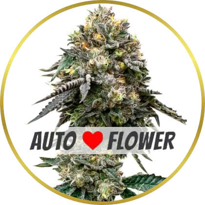 Blackberry Autoflower marijuana strain