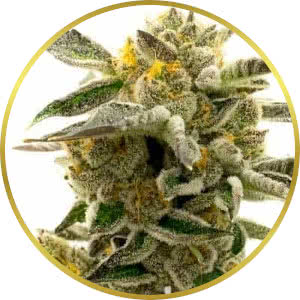 Blueberry CBD Feminized Seeds for sale from Blimburn