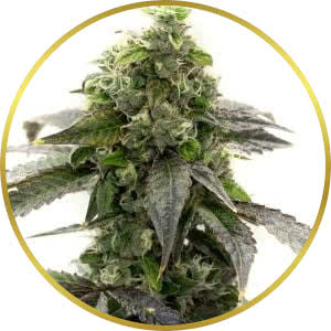 Blueberry CBD Feminized Seeds for sale from Homegrown