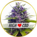 Blueberry CBD Feminized Seeds for sale USA