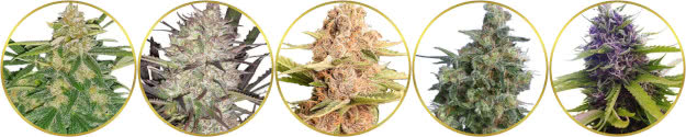 top-ranked list of the best cannabis strains for breeders