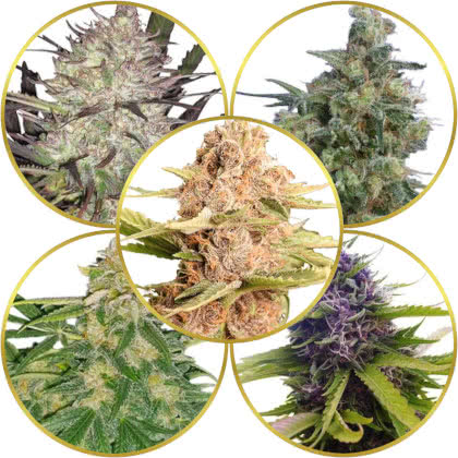 Top 10 Best Cannabis Strains for Breeders