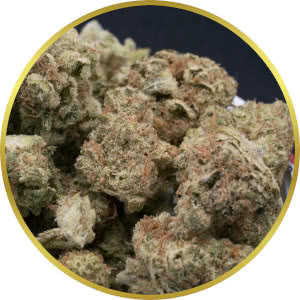 Candy Kush strain bud closeup