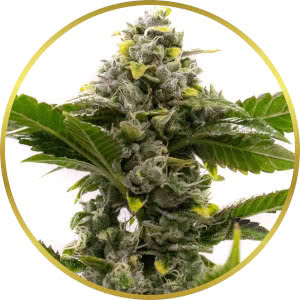 Candy Kush Feminized Seeds for sale from Homegrown