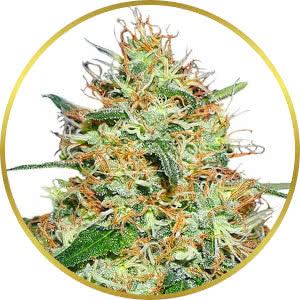 Candy Kush Feminized Seeds for sale from ILGM