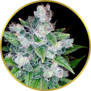 Candy Kush Feminized Seeds for sale from Seedsman by DNA Genetics