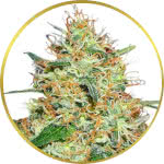 Candy Kush Feminized Seeds for sale USA