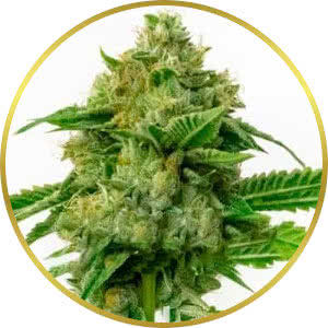 Carma CBD Feminized Seeds for sale from Blimburn