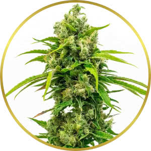 Carma CBD Feminized Seeds for sale from Homegrown