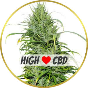 Carma CBD Feminized Seeds for sale from ILGM