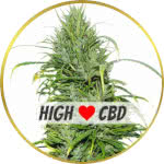 Carma CBD Feminized Seeds for sale USA