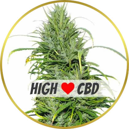Carma CBD marijuana strain
