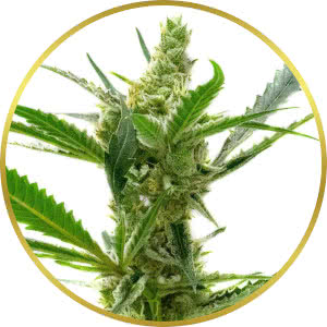 CBD Kush Autoflower Seeds for sale from Homegrown
