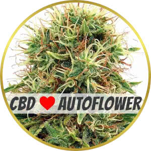 CBD Kush Autoflower Seeds for sale from ILGM
