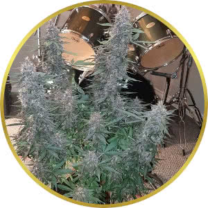 CBD Kush Autoflower Seeds for sale from Seedsman