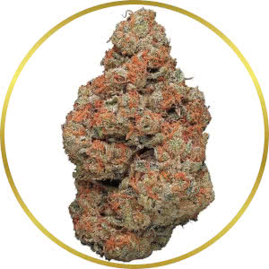 CBD Kush Autoflower Seeds for sale from SeedSupreme