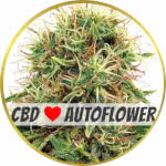 CBD Kush Autoflower Seeds for sale USA