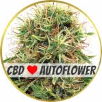 CBD Kush Autoflower Seeds for sale USA