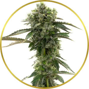 CBD Kush Feminized Seeds for sale from Homegrown