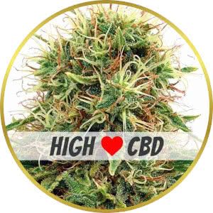 CBD Kush Feminized Seeds for sale from ILGM