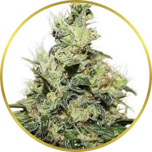 CBD Kush Feminized Seeds from Seedsman by Dutch Passion