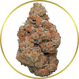 CBD Kush Feminized Seeds for sale from SeedSupreme