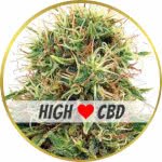 CBD Kush Feminized Seeds for sale USA