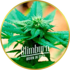 Chronic Widow Feminized Seeds for sale from Blimburn