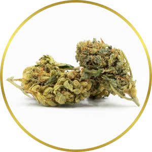 Chronic Widow Feminized Seeds bud image