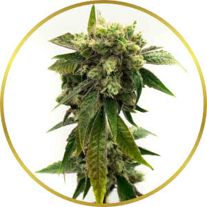Chronic Widow Feminized Seeds for sale from Homegrown