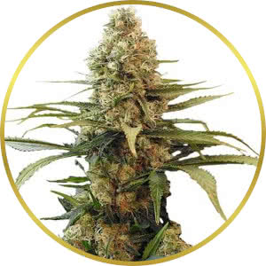 Chronic Widow Feminized Seeds for sale from ILGM