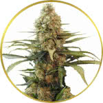 Chronic Widow Feminized Seeds for sale USA