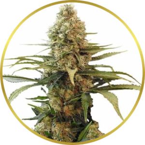 Chronic Widow marijuana strain