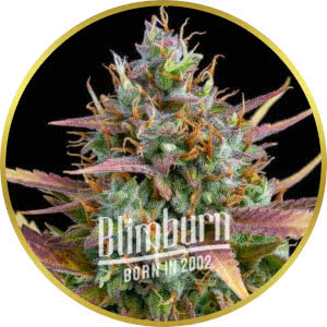Cookies and Cream Autoflower Seeds for sale from Blimburn