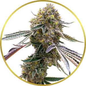 Cookies and Cream Autoflower Seeds for sale from Homegrown