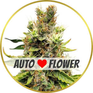 Cookies and Cream Autoflower Seeds for sale from ILGM