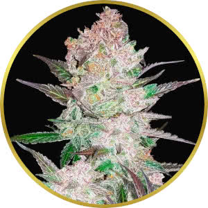 Cookies and Cream Autoflower Seeds for sale from Seedsman by Fast Buds