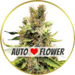 Cookies and Cream Autoflower Seeds for sale USA